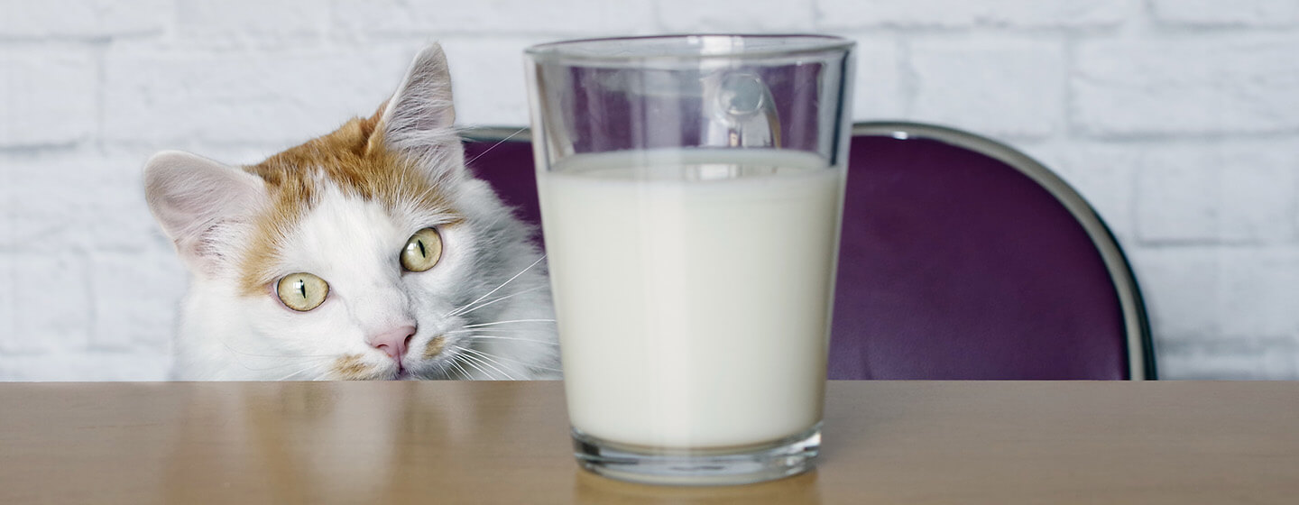 katt ser på melk