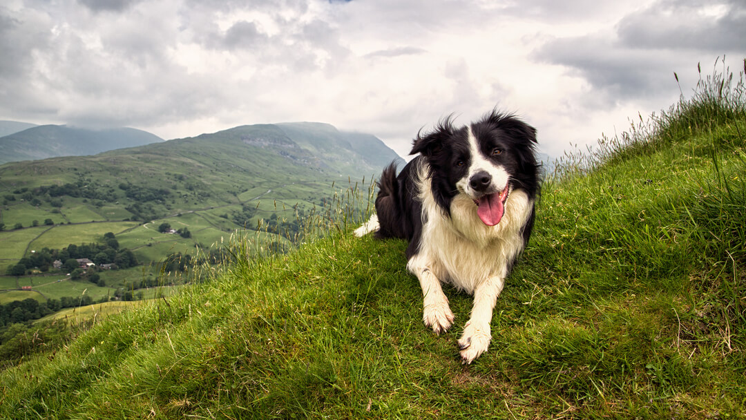 Border Collie sitter på toppen av et fjell med tungen ute.