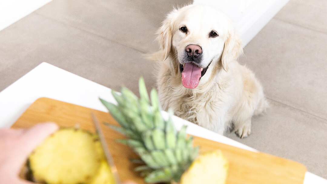 Dog with tongue out watching pineapple being cut