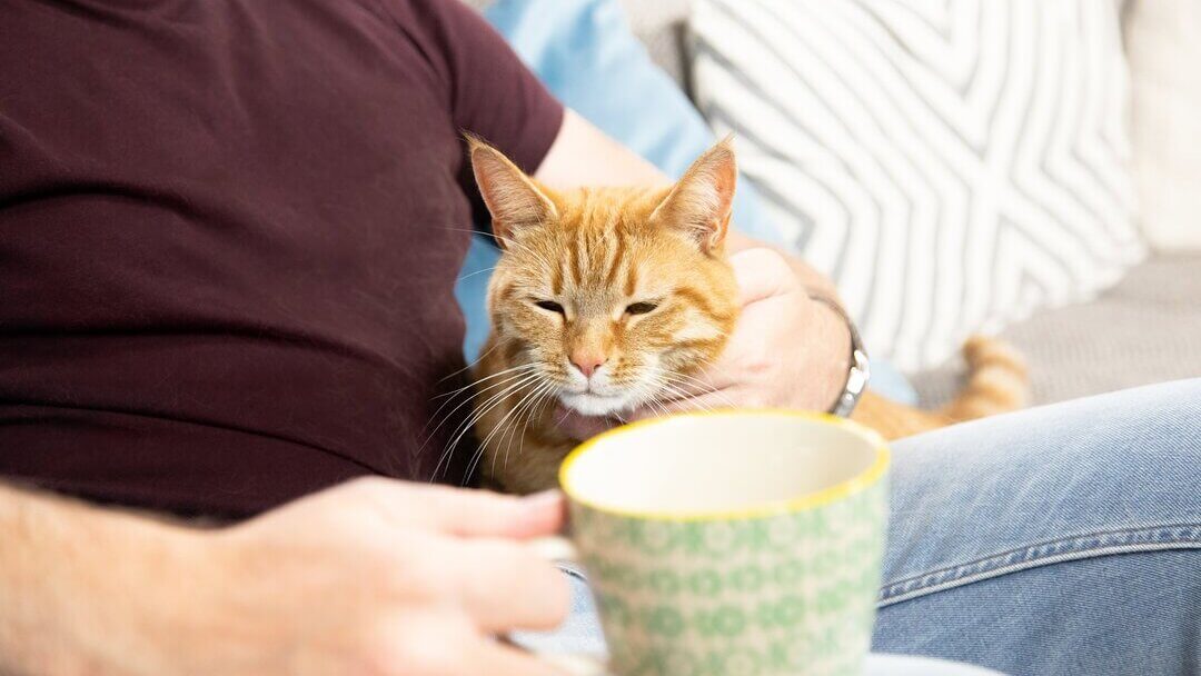 Ingefær katt på fanget til eieren.