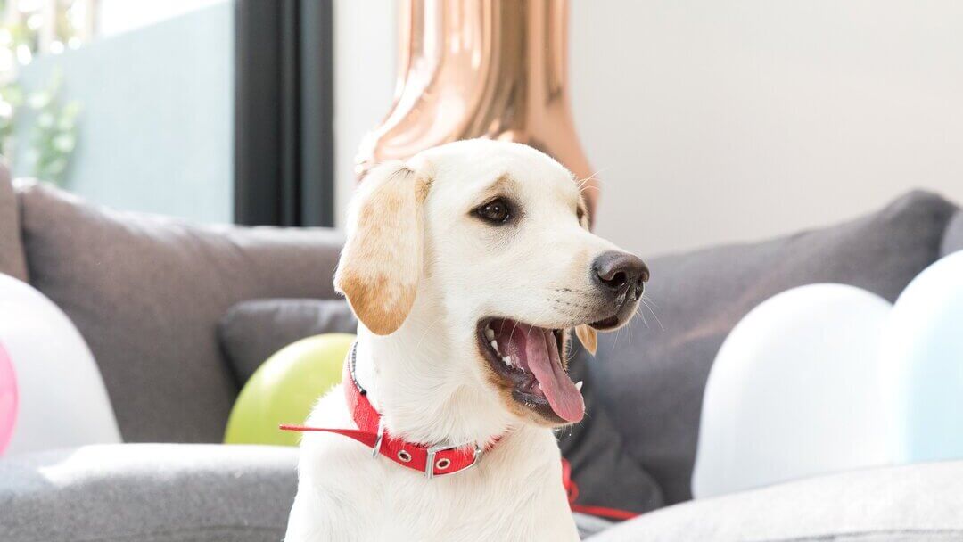 Golden Labrador retriever med rød krage og åpen munn