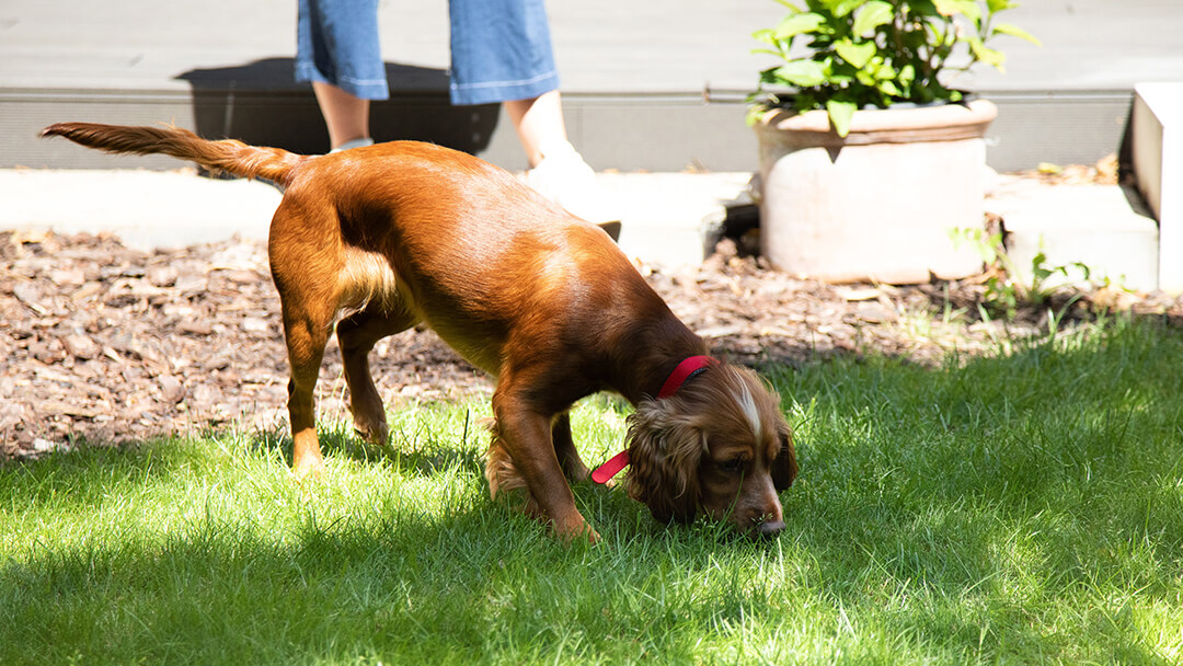 Brun hund som snuser på gress i hagen