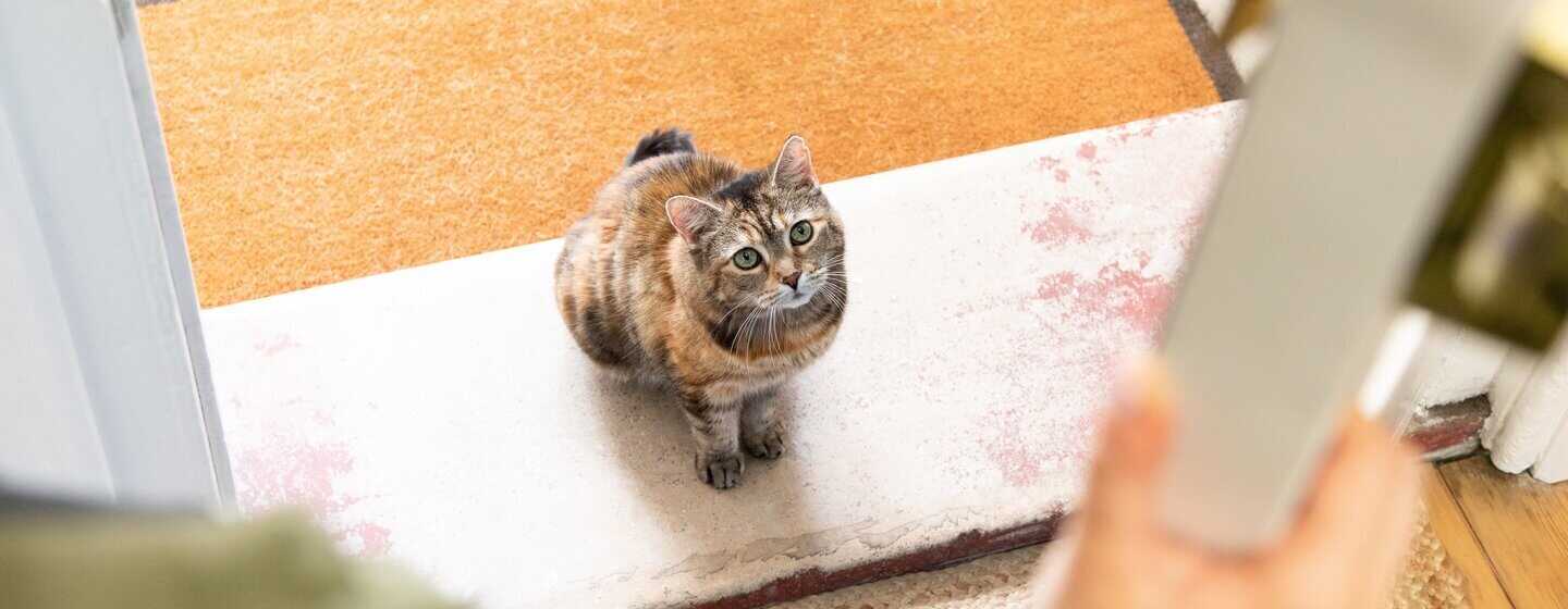Mørkebrun katt sitter på dørstokken