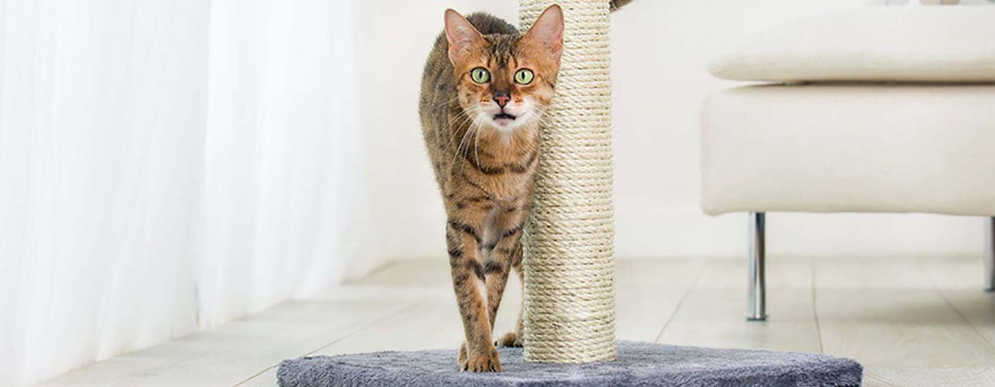 stripet katt gnir seg mot skrapestangen