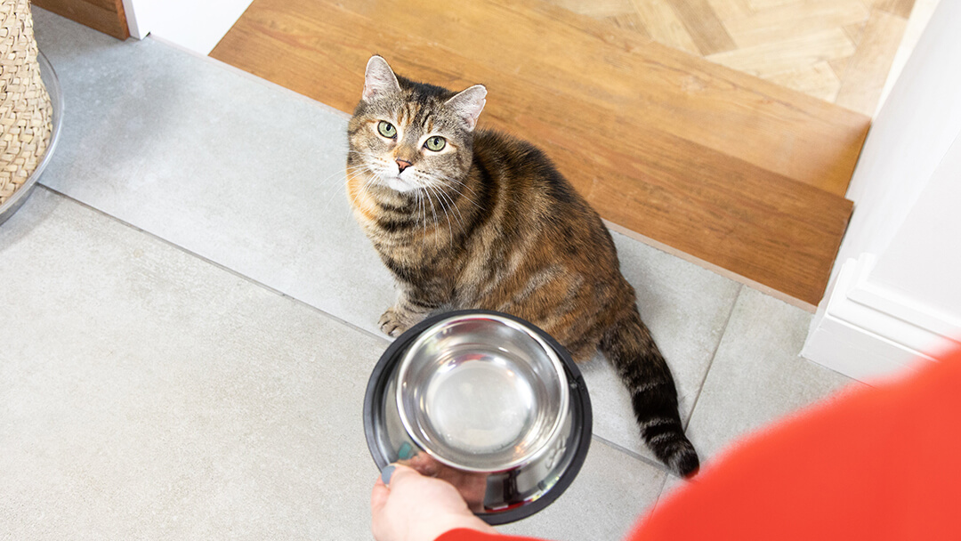 Katt ser opp på bollen