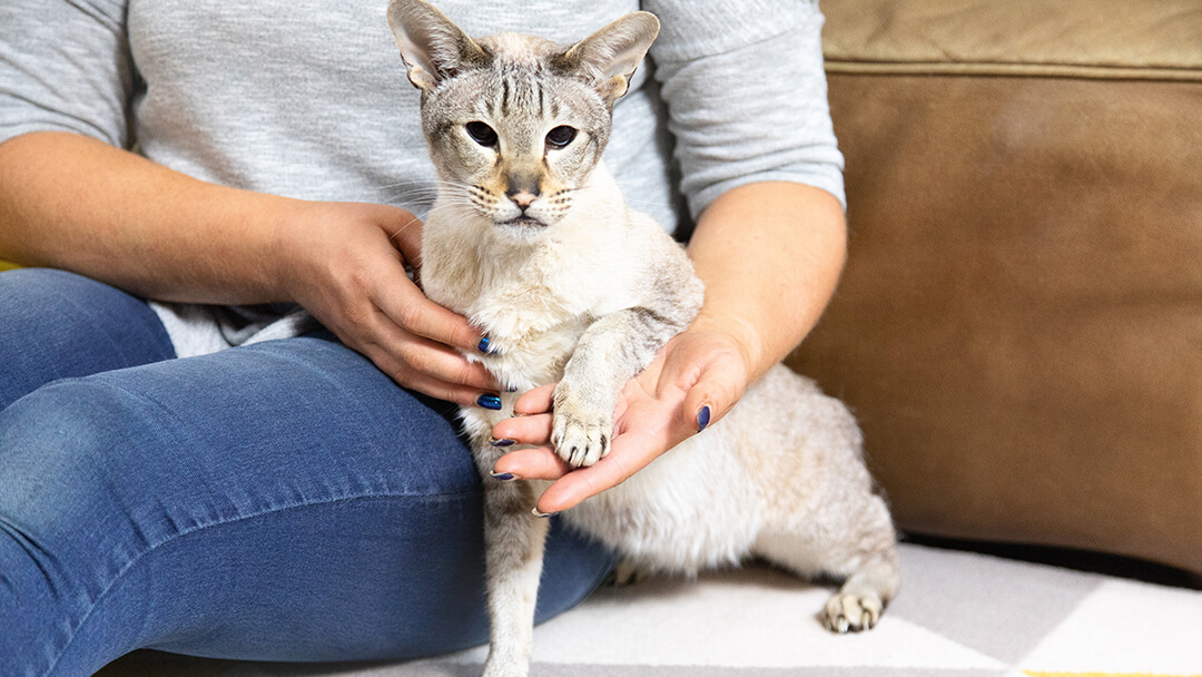 Owner holding cat