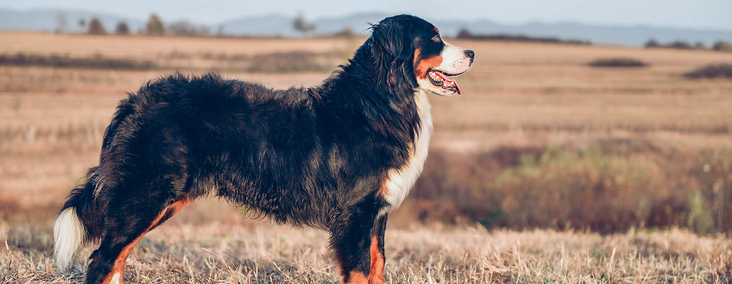 Hund som står i feltet.