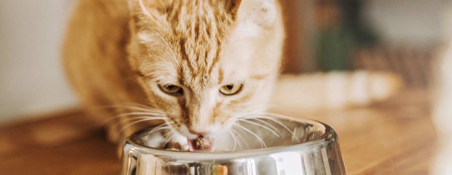 Ingefærkatt spiser fra bolle