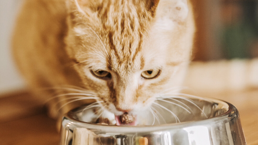 Ingefærkatt spiser fra bolle