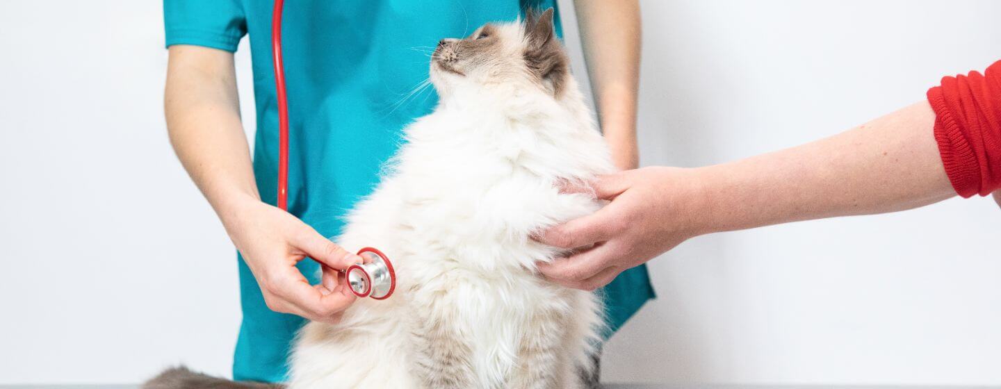 Fluffy katt blir sjekket av en veterinær.
