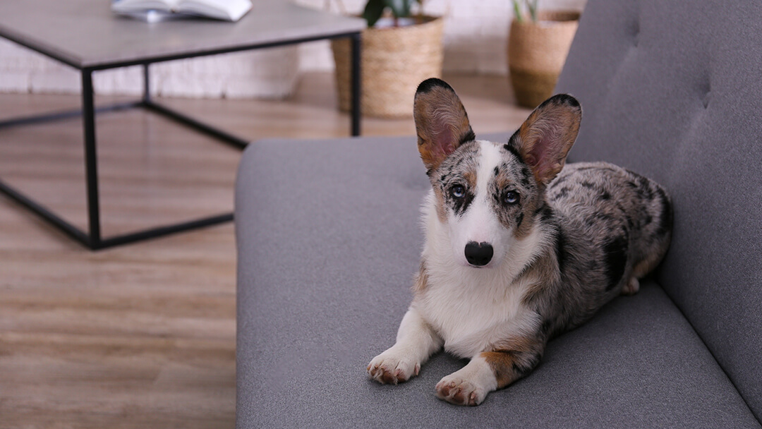 Hund som ligger på en grå sofa