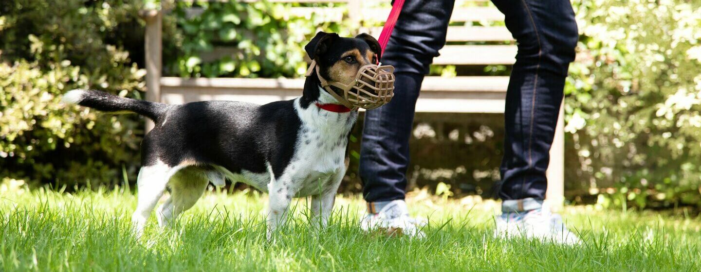 vaskepulver manuskript Konflikt Hvordan stoppe aggressiv hundeatferd | Purina