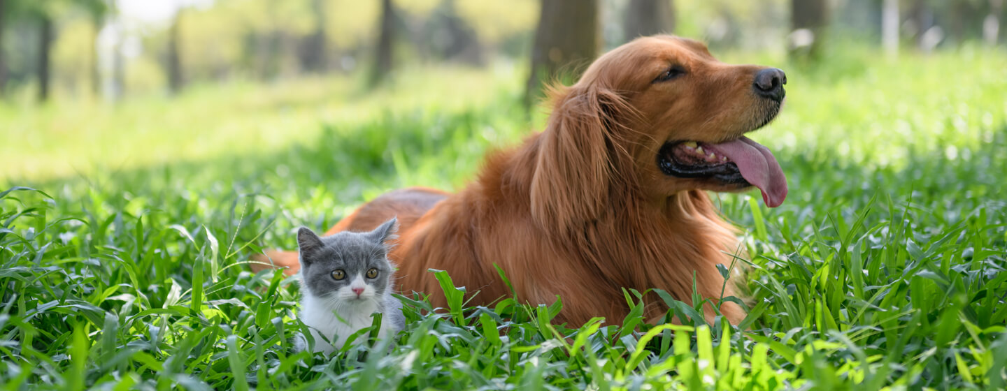 Liten kattunge sitter med hund i langt gress