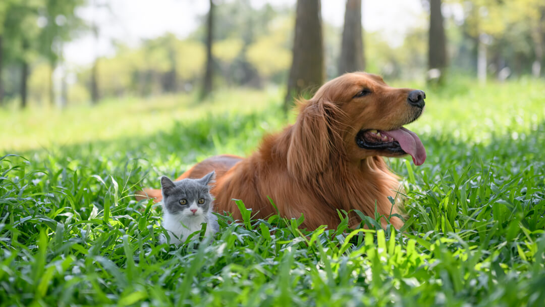 Liten kattunge sitter med hund i langt gress