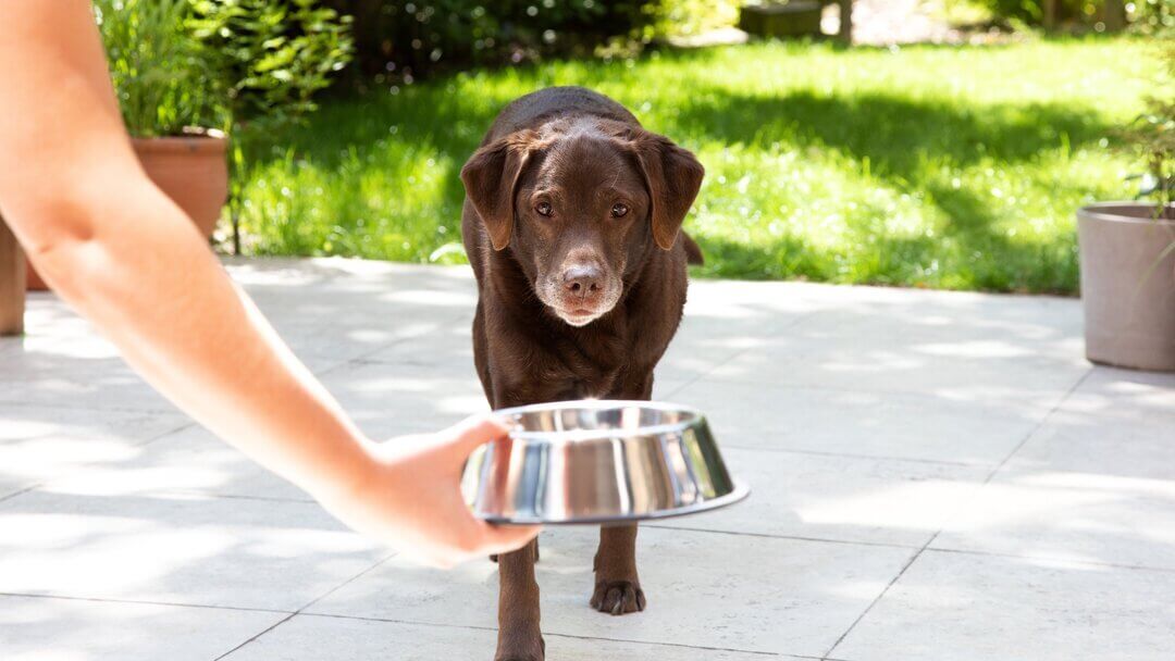 Eldre labrador får en bolle