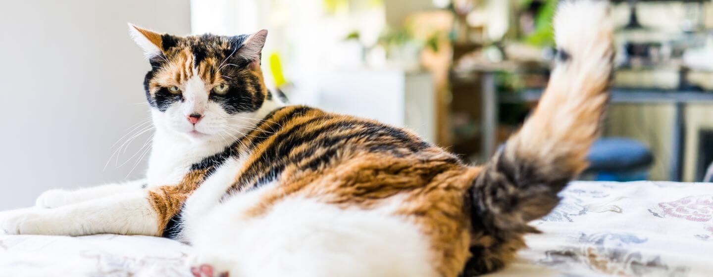 Plettaktig katt som ligger på sengen.