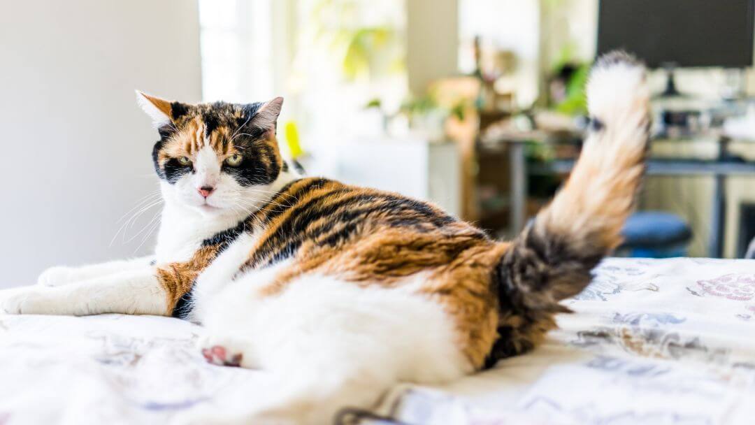 Plettaktig katt som ligger på sengen.