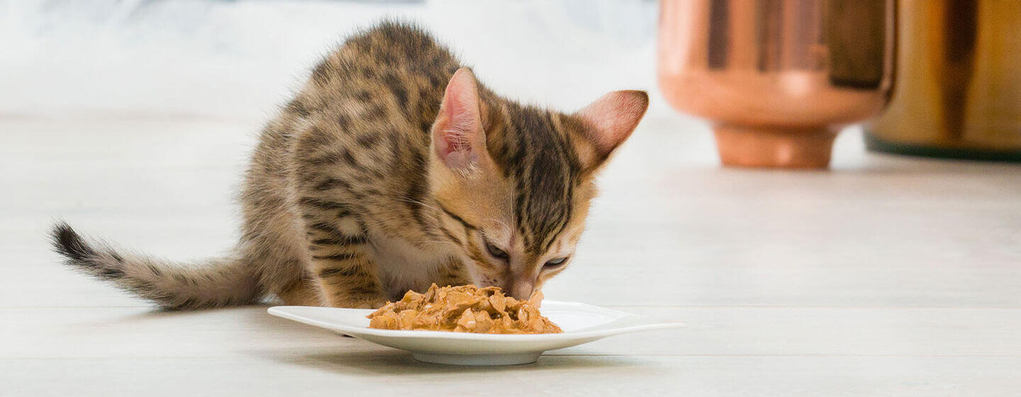 Brun kattunge spiser mat fra en tallerken