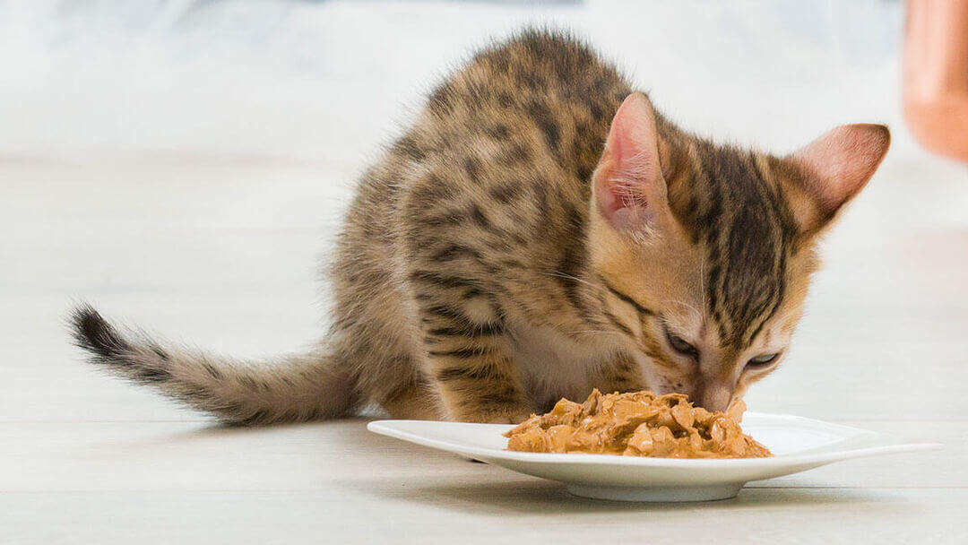 Brun kattunge spiser mat fra en tallerken