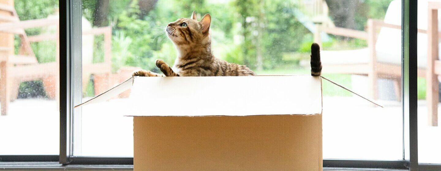 Bengalkatt sitter i en flyttekasse