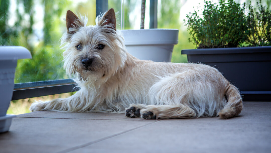 hund hviler hodet på stein