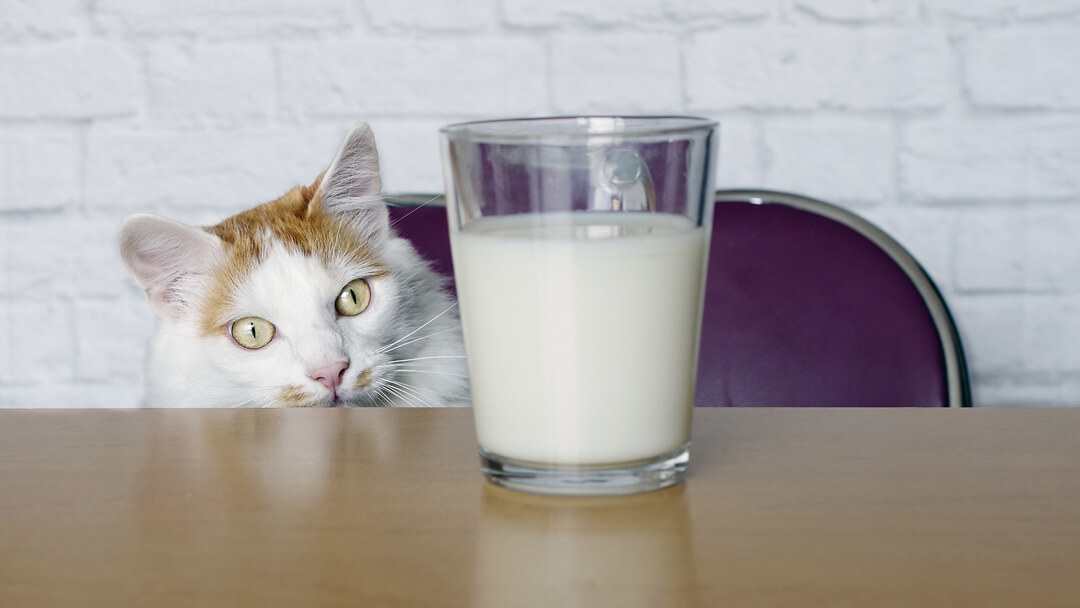 katt ser på melk