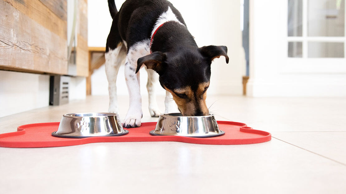 hunden spiser fra en matskål