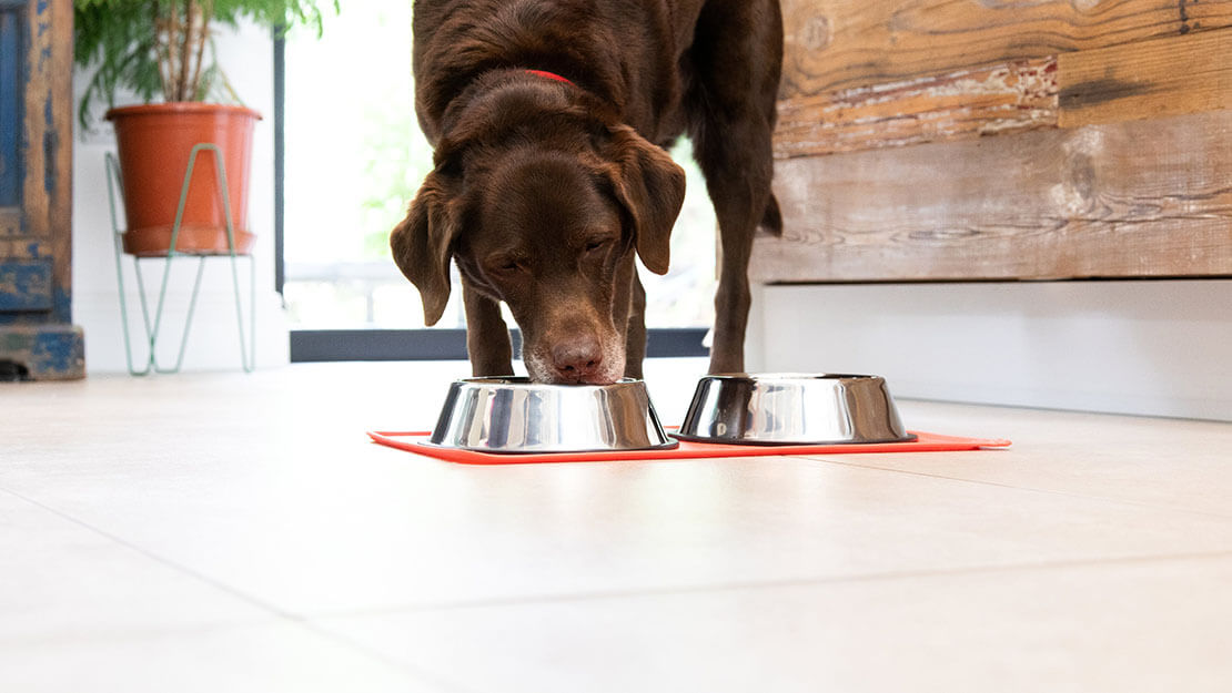 eldre hund spiser fra en hundeskål