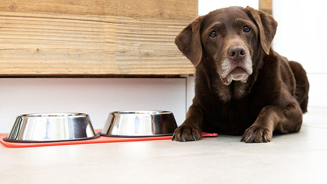 senior labrador som legger seg ved siden av skål med mat