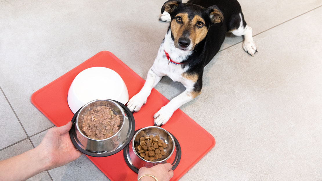 hunden matet med våtfôr