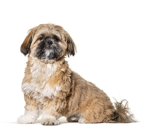Shih Tzu | Lær mer om hunderasen | Purina, حجم الصورة 500x473
