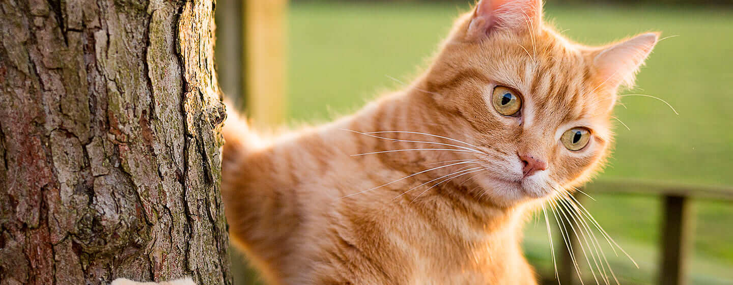 Ingefærkatt som klatrer i et tre