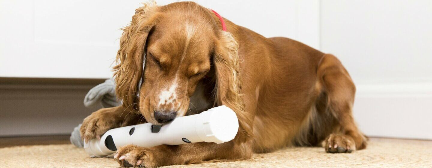 Brun spaniel leker med leketøy, liggende.