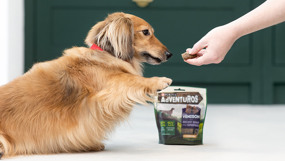Dachshund som lar seg ta en Adventuros-godbit