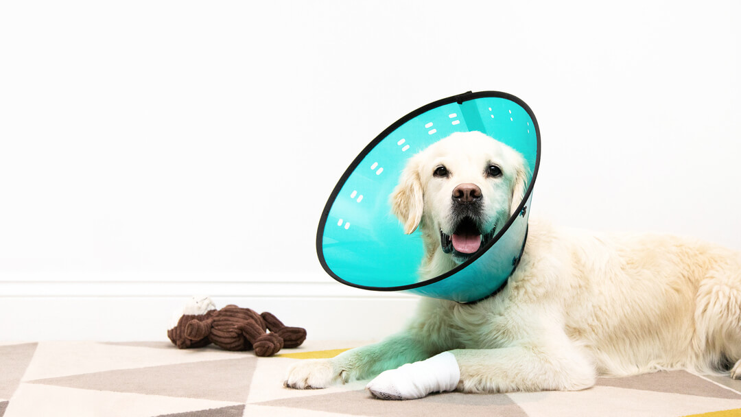 Golden Retriever wearing plastic cone