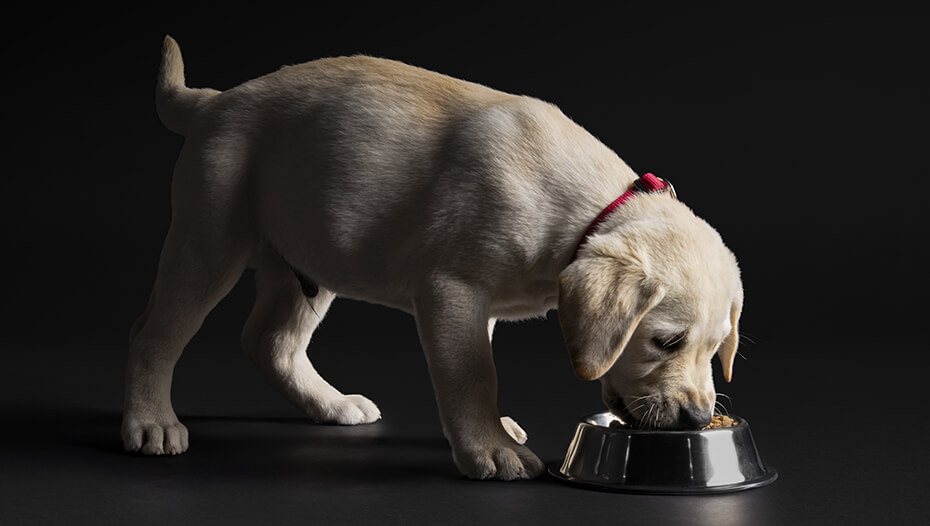 Labrador valp spiser fra en bolle