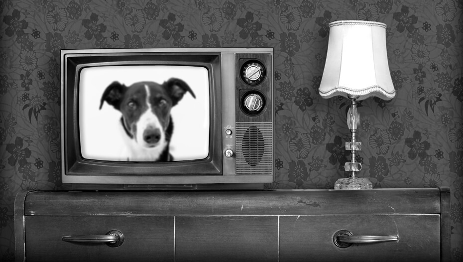 Svart-hvitt gammel tv med hund på