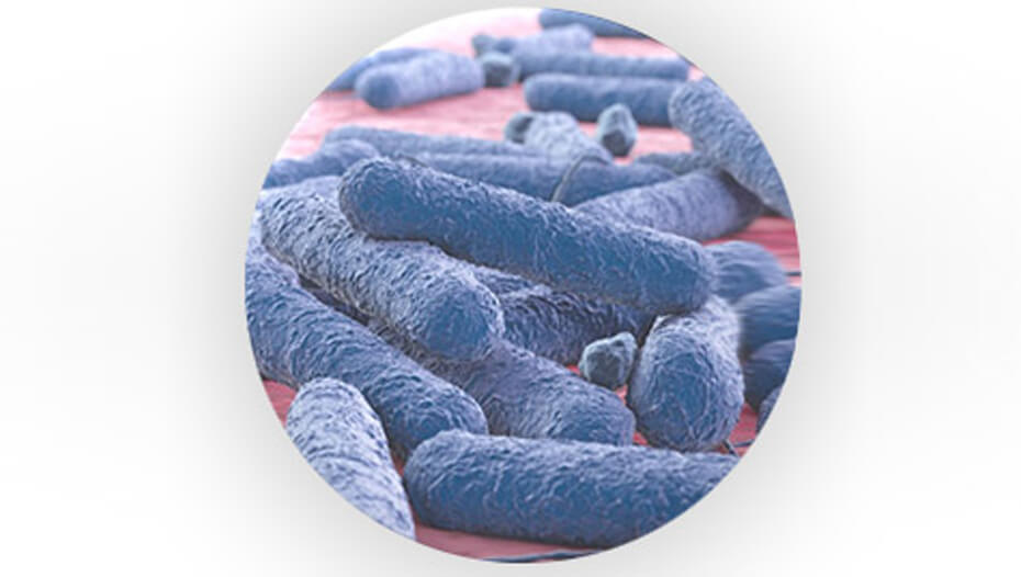 Pre-biotiske bakterier
