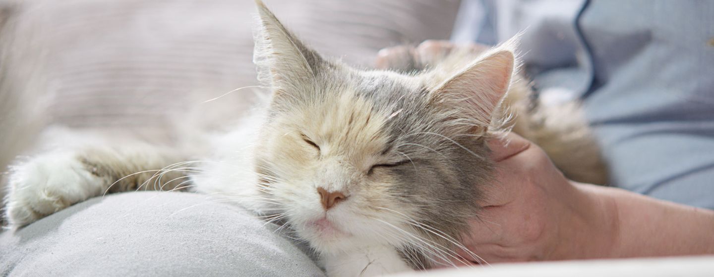 Slik reduserer du kattens hårballer