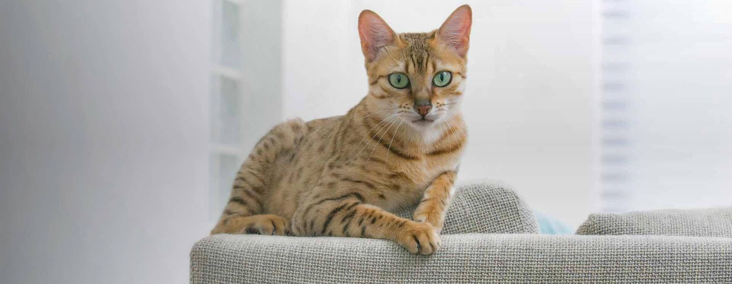 Hudpleie for den voksne katten