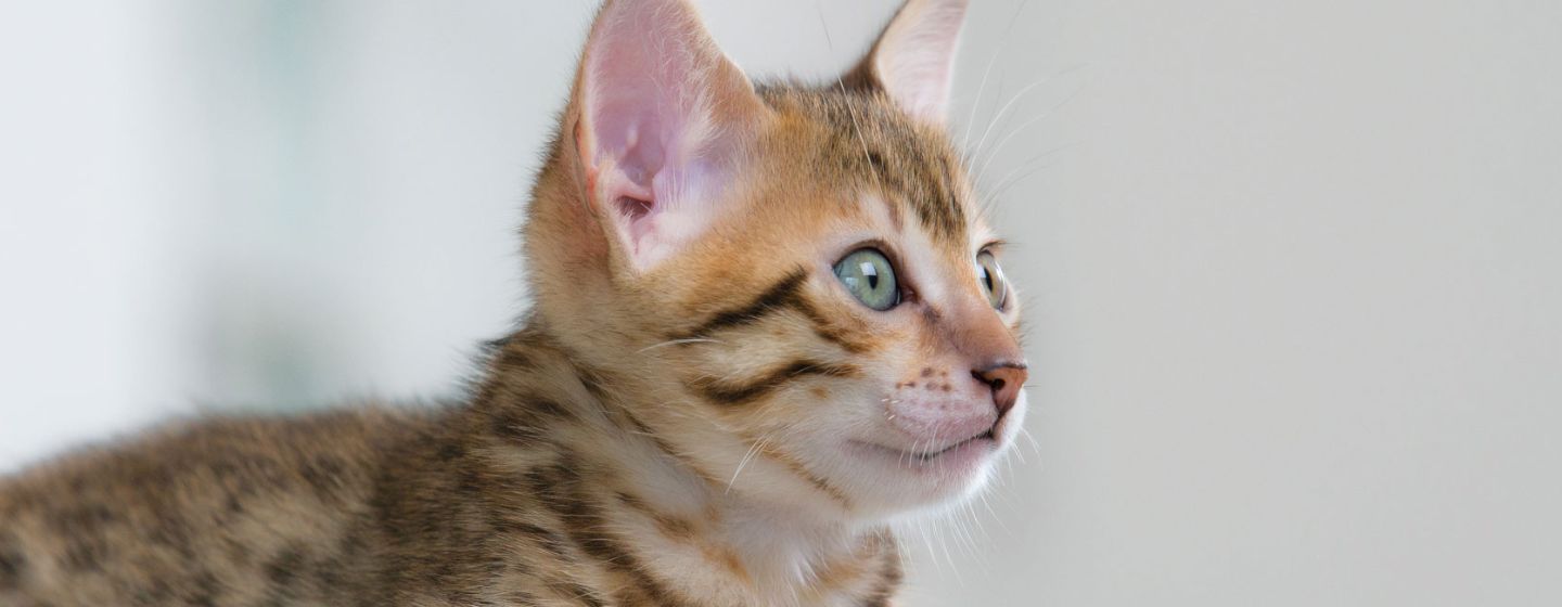 Gjør hjemmet klart for kattungen