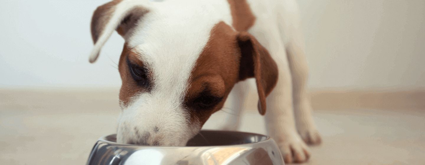 Fôring av hunden og små hunders spesielle behov