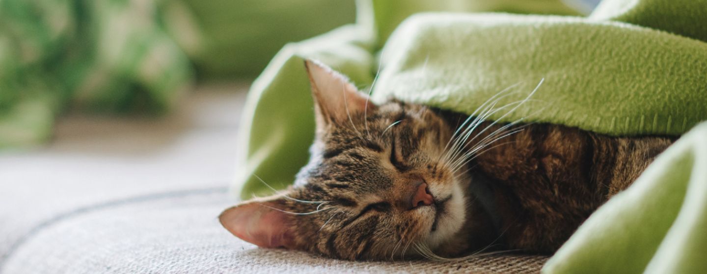 Vaksinering av katt