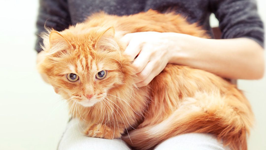 Å hjelpe katter med å bli kvitt fobier