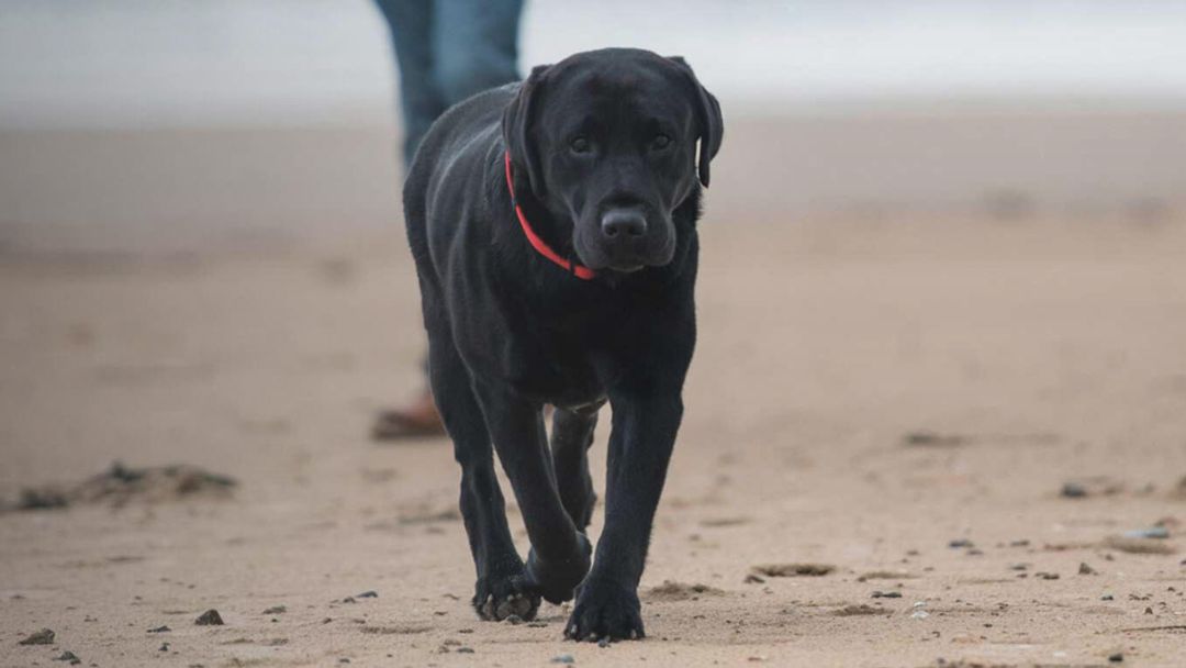 Forstå din hunds diabetes