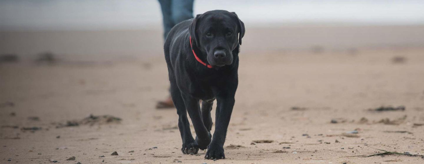 Forstå din hunds diabetes