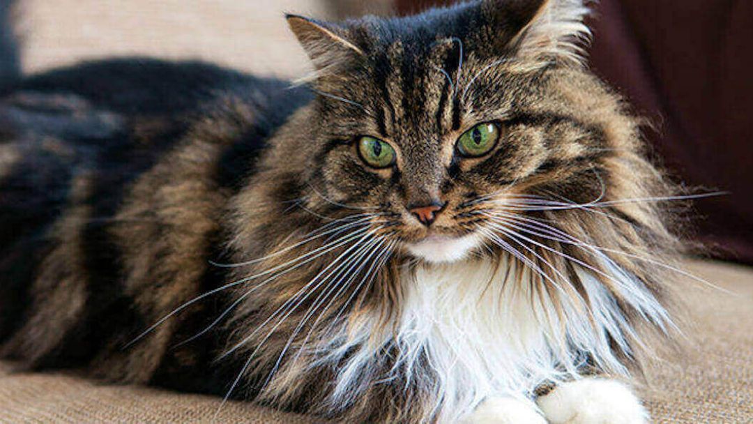 Forbered hjemme ditt for din nye katt | Purina