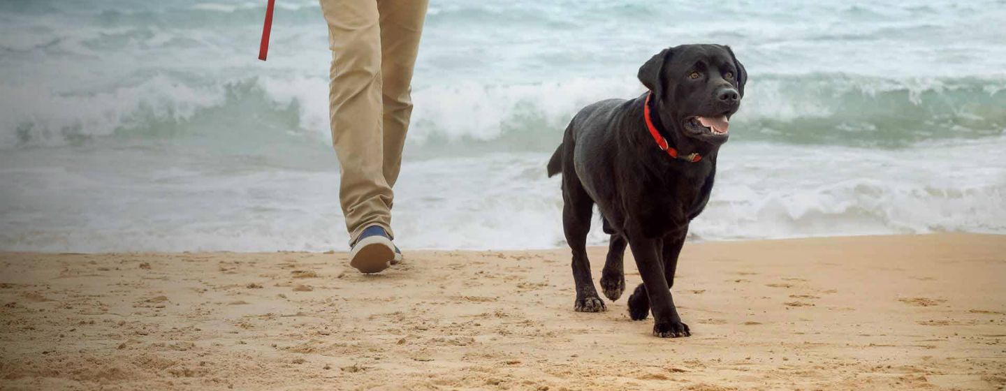 Fire trinn til en sunn vekt for hunden