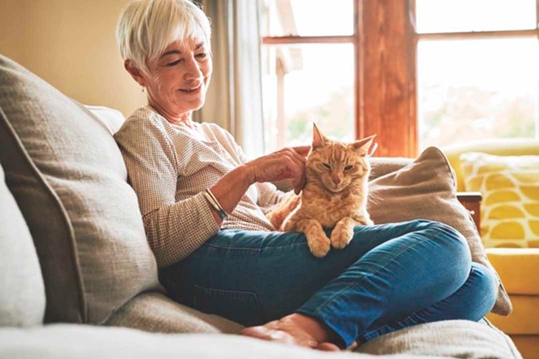 Hvorfor er katten min syk, og hvordan kan jeg støtte mikrobiomet i magetarmsystemet dens