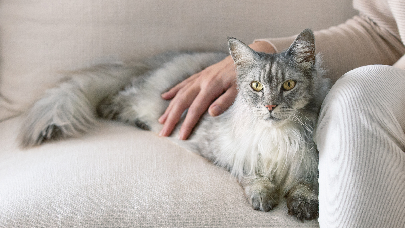 En langhåret grå katt ligger på sofaen med eierens hånd på ryggen